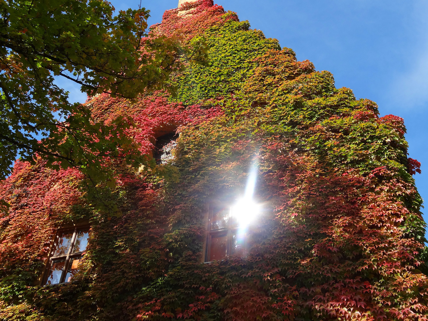 Herbstbewuchs in der Fuggerei Augsburg