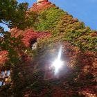 Herbstbewuchs in der Fuggerei Augsburg