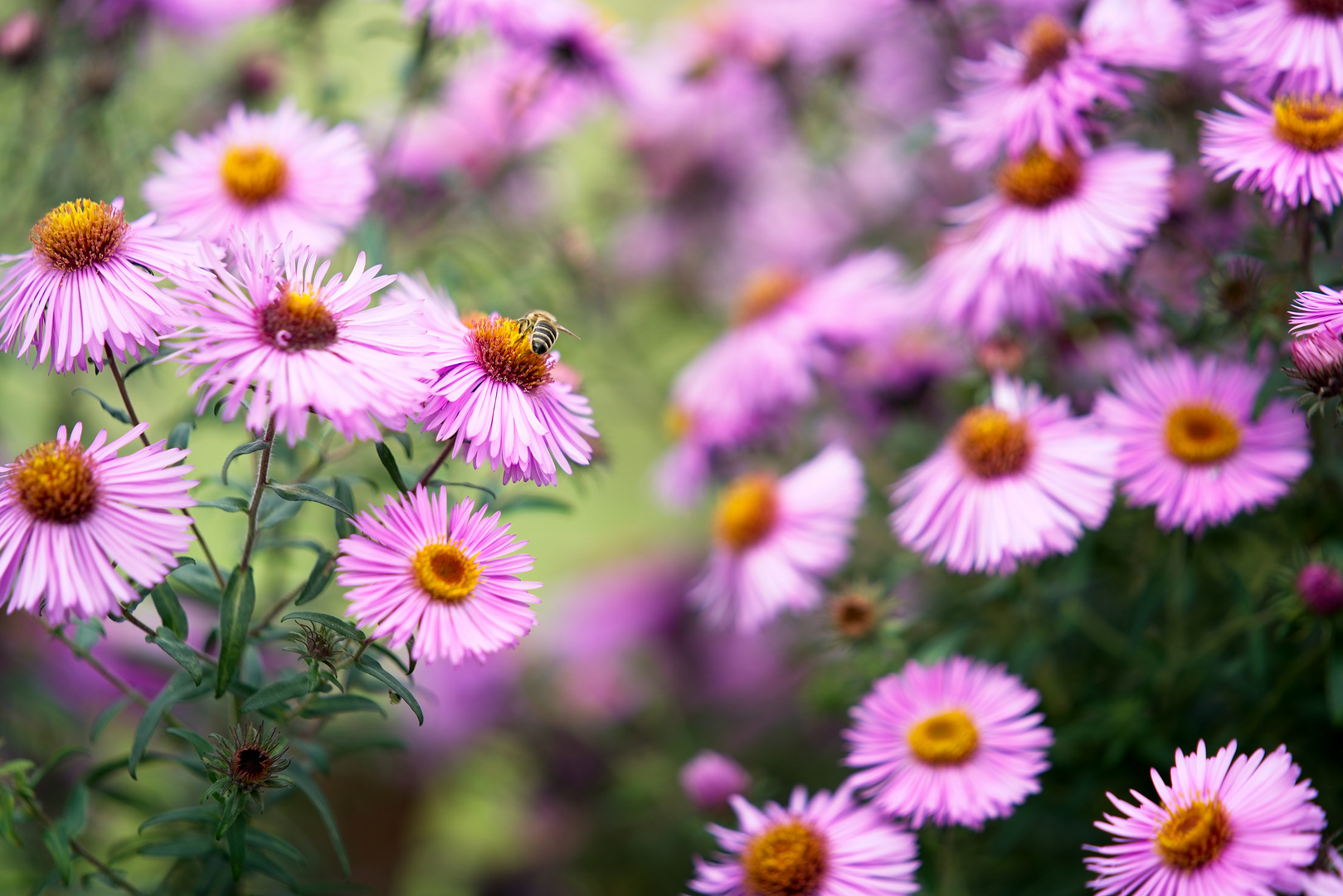 Herbstbienchen