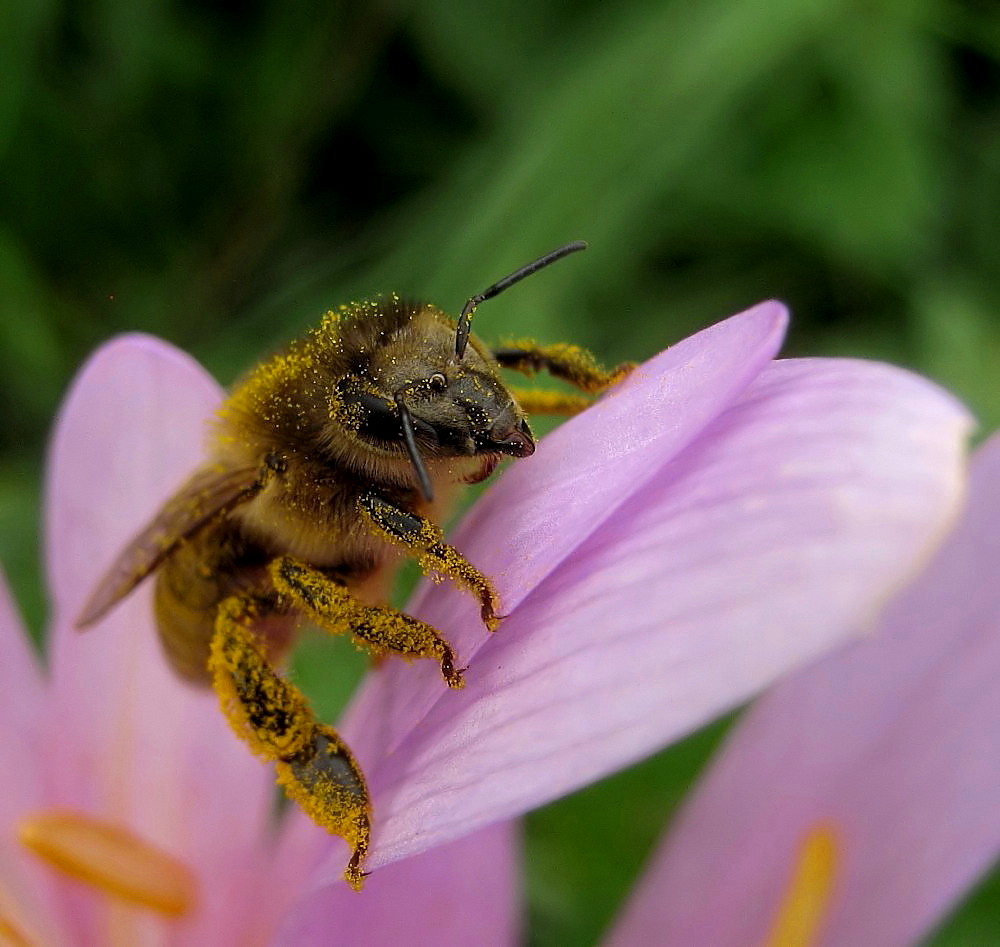 Herbstbienchen