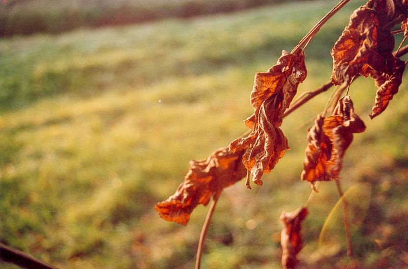 Herbstbild