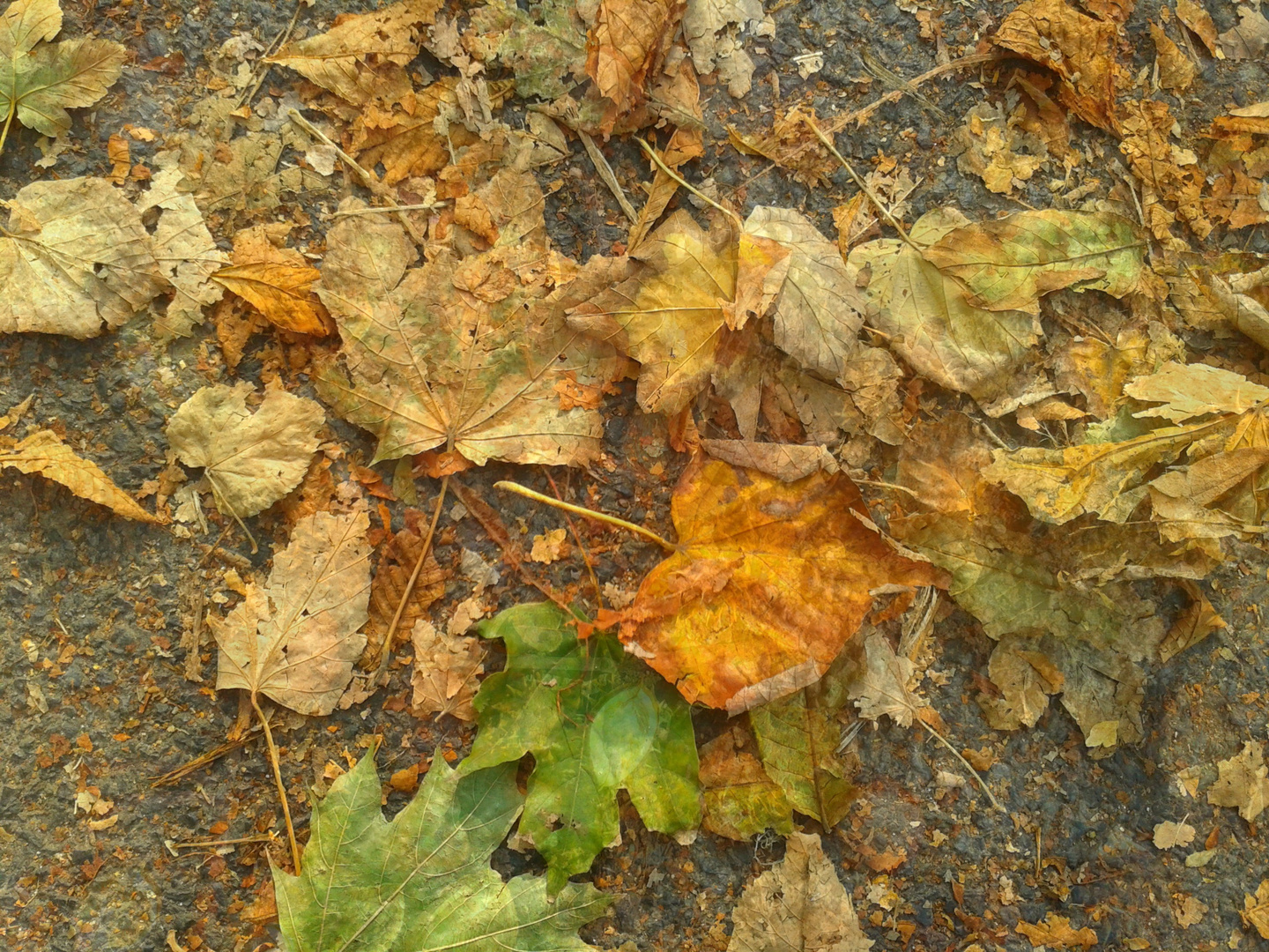 Herbstbild