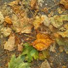 Herbstbild