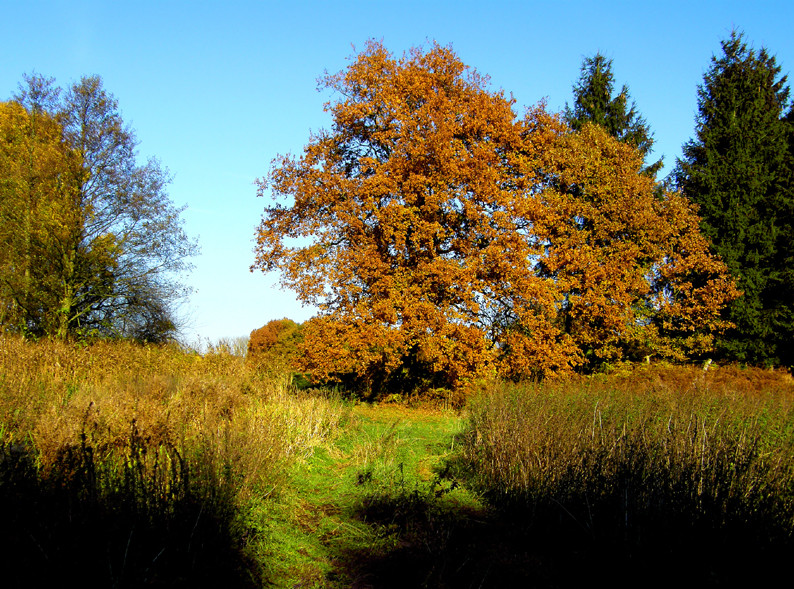 Herbstbild 1