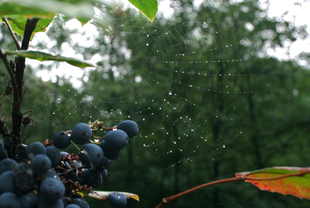 Herbstbild