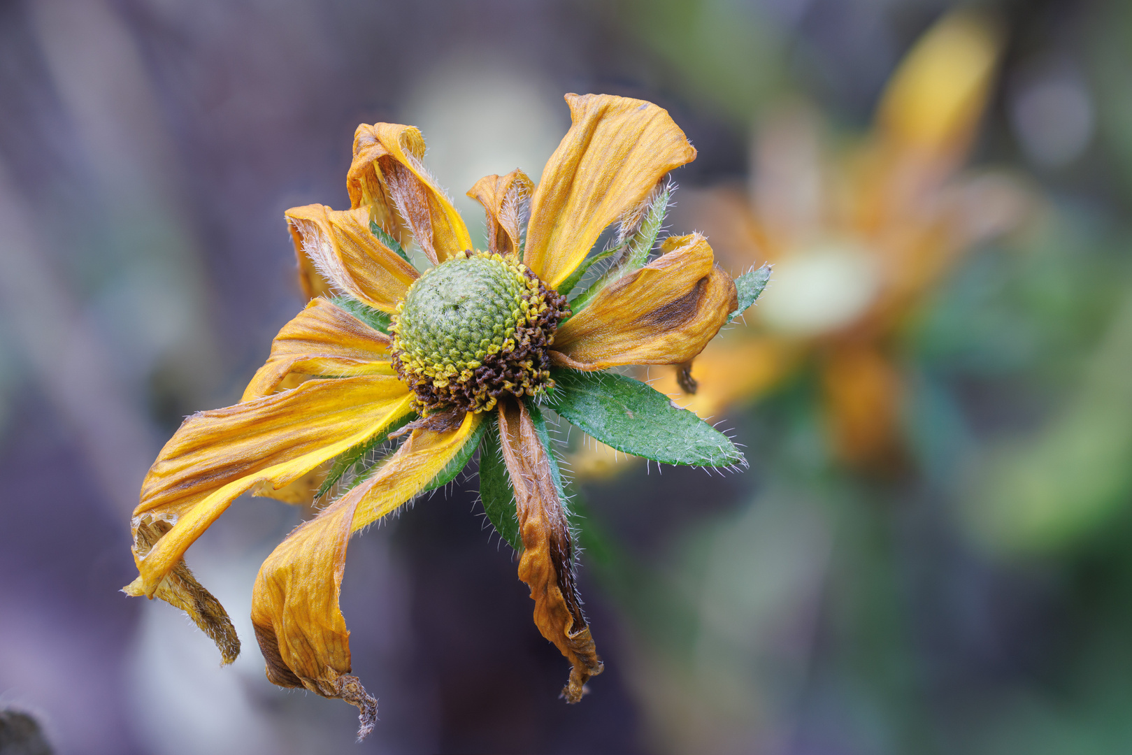 Herbstbild