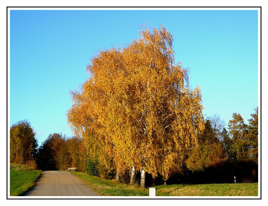 Herbstbild 3