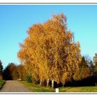 Herbstbild 3