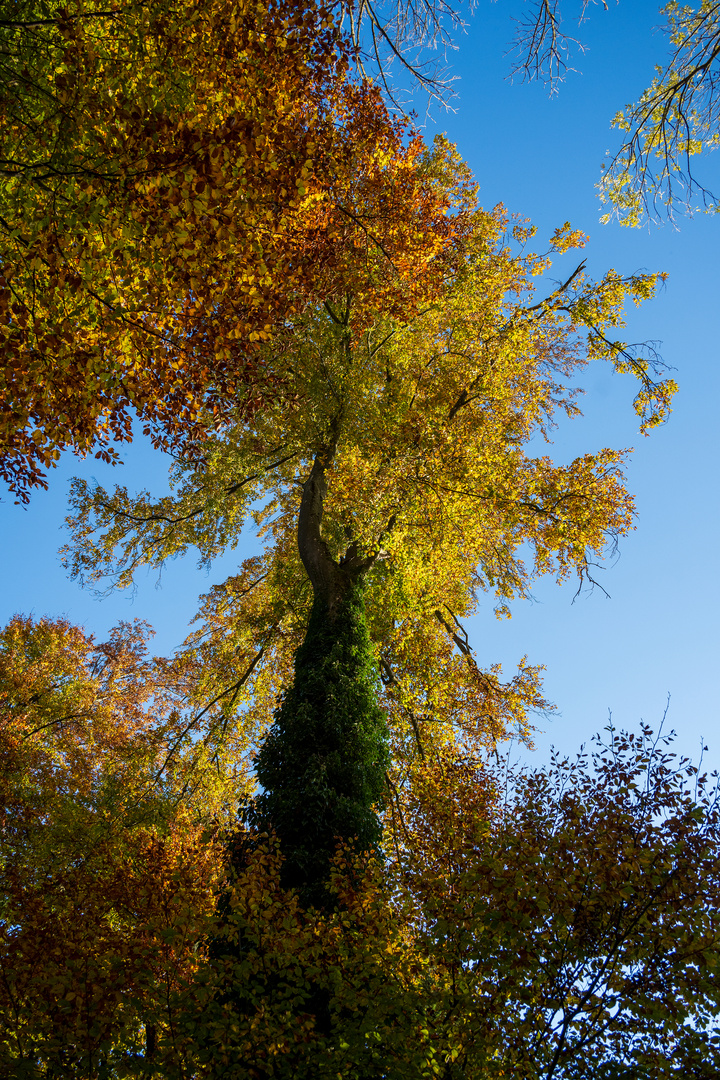 Herbstbild 4-21