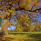 Herbstbild ...