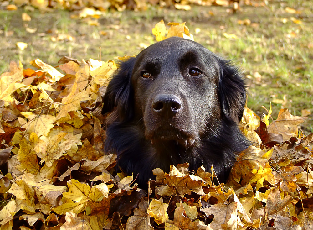 Herbstbild