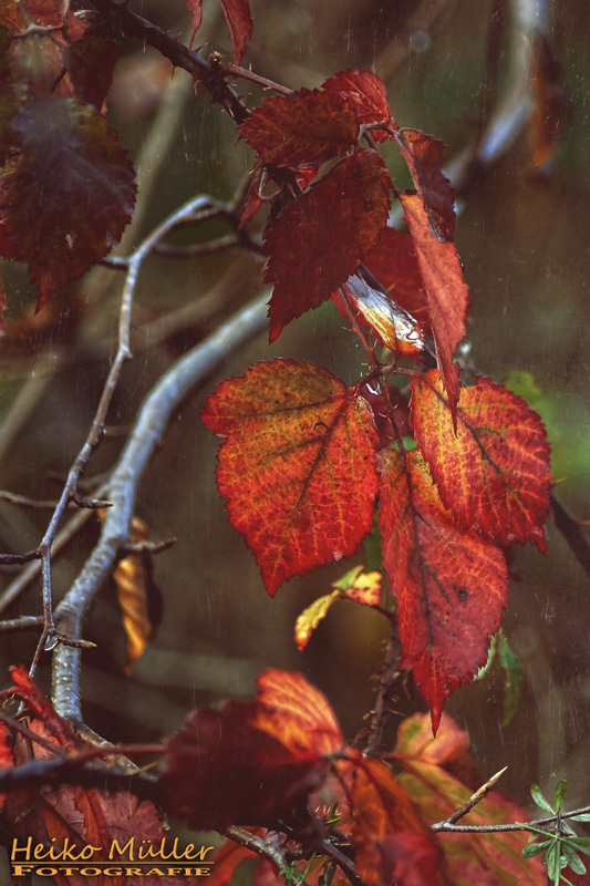 Herbstbild