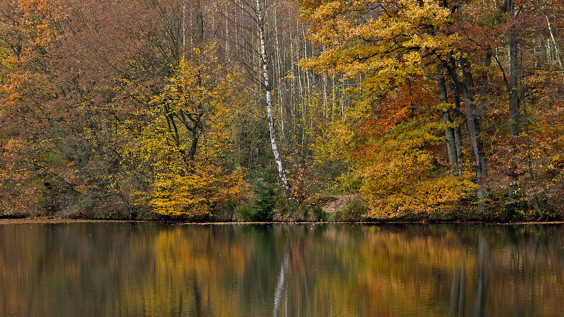 Herbstbild