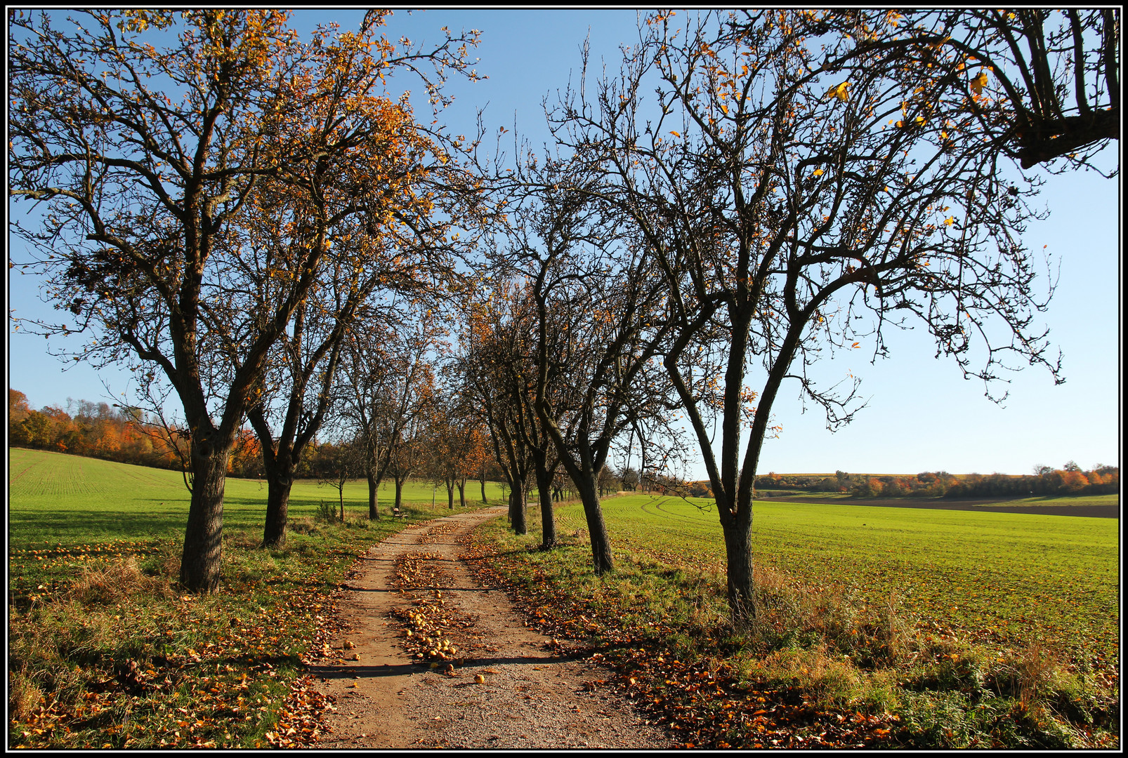 Herbstbild