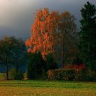 Herbstbild