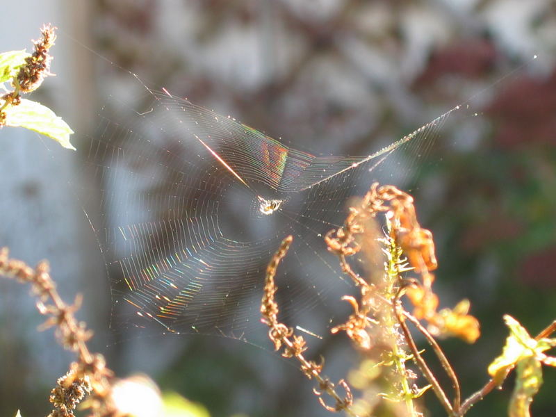 Herbstbild