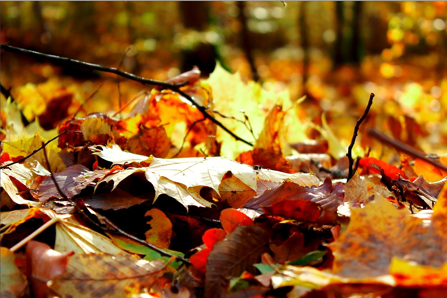 Herbstbild