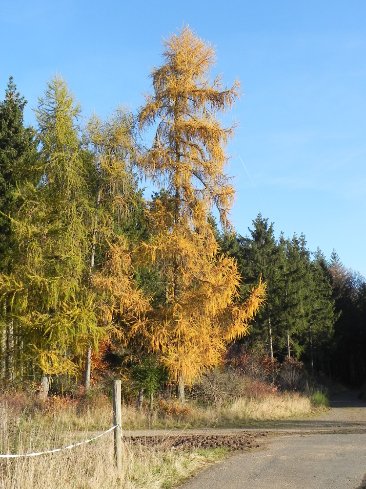 Herbstbild: Die Bäume werden bunt und verlieren die Blätter