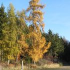 Herbstbild: Die Bäume werden bunt und verlieren die Blätter