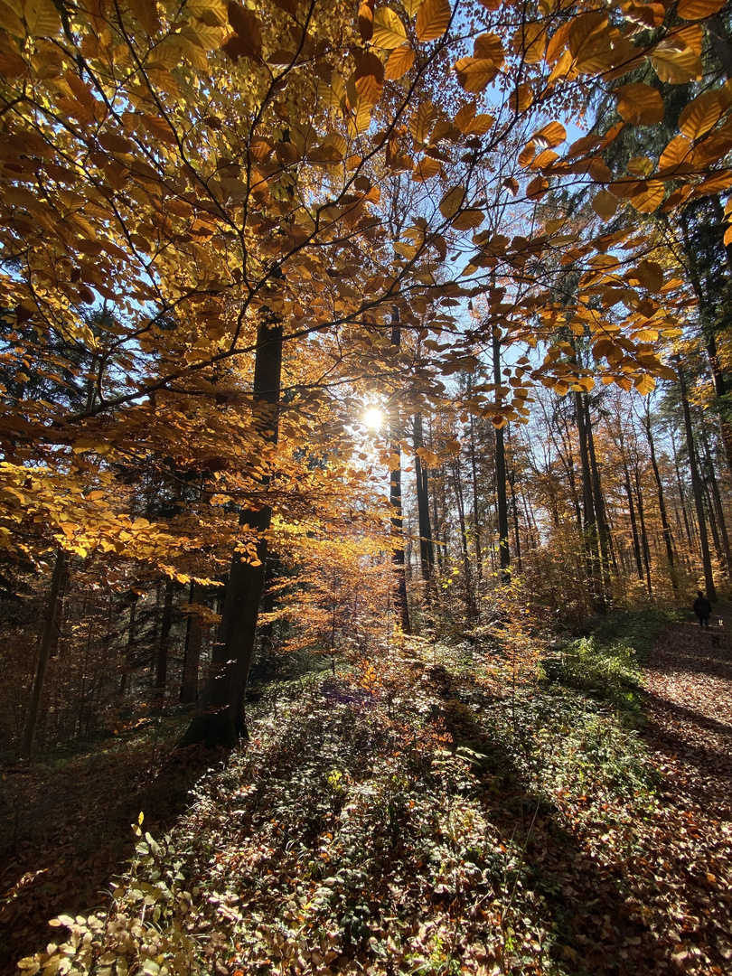 herbstbild