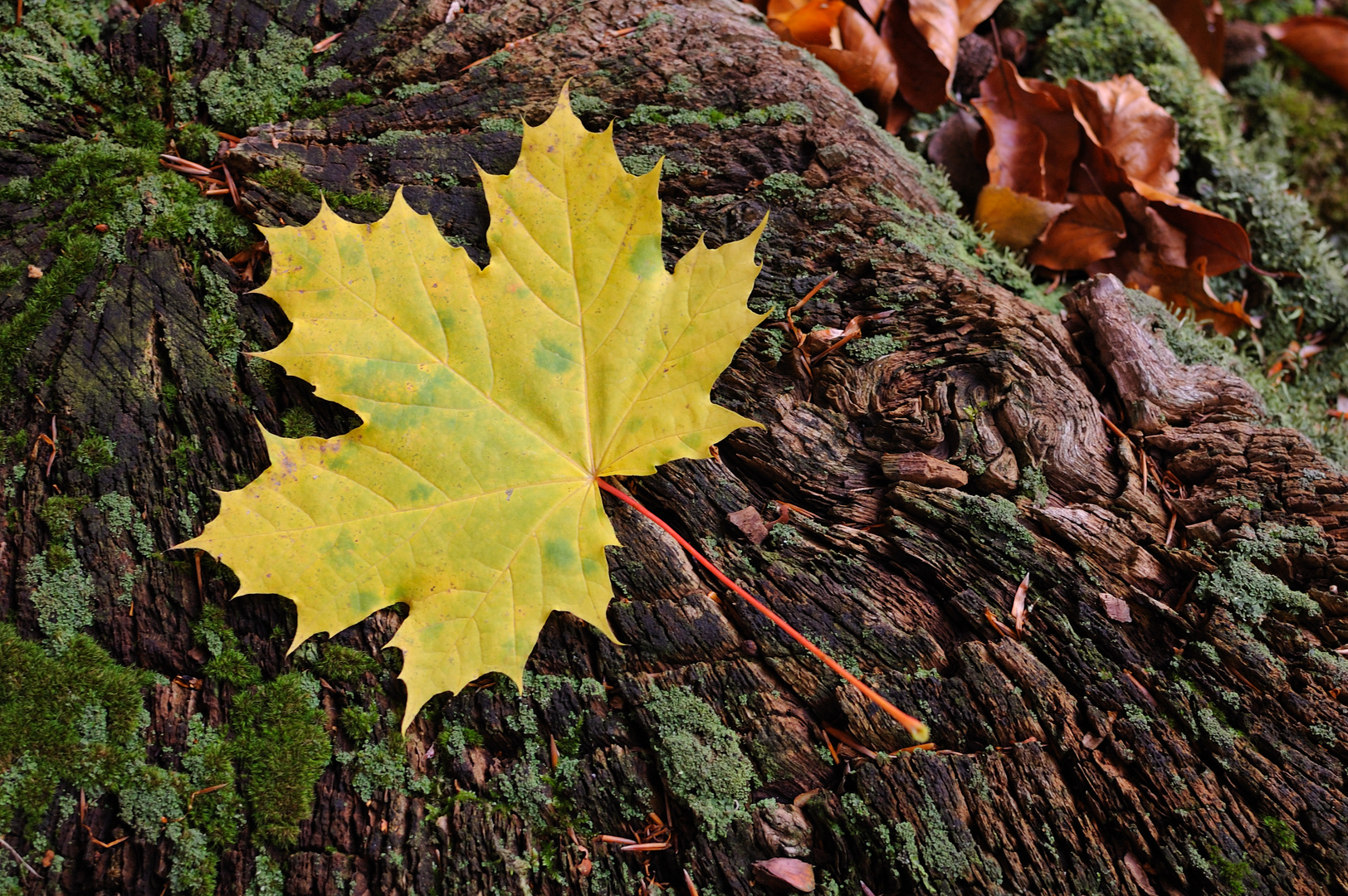 Herbstbild II