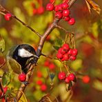 "HERBSTBILD KOHLMEISE"