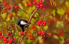 "HERBSTBILD KOHLMEISE"