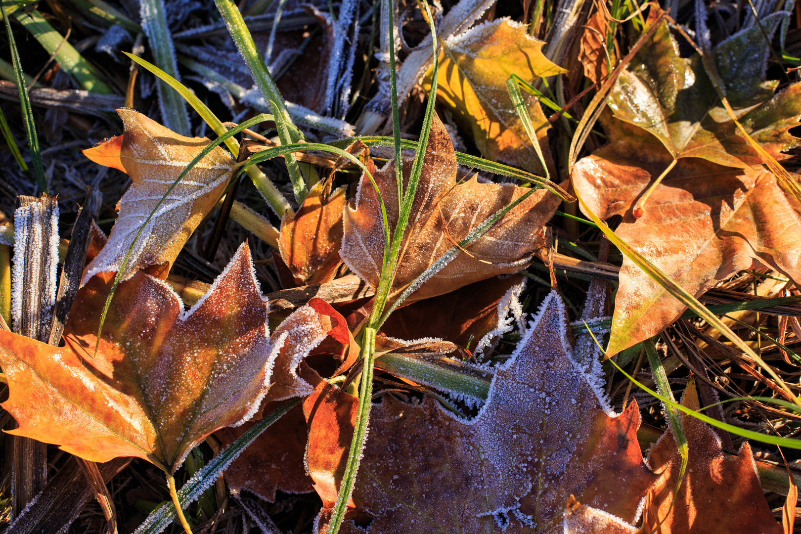 Herbstbild (Lietzensee)