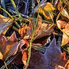 Herbstbild (Lietzensee)