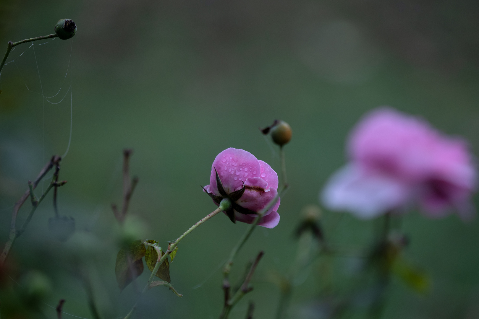 Herbstbild (MFT)