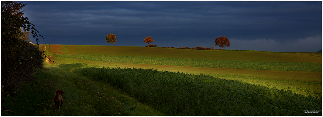 Herbstbild mit Hund