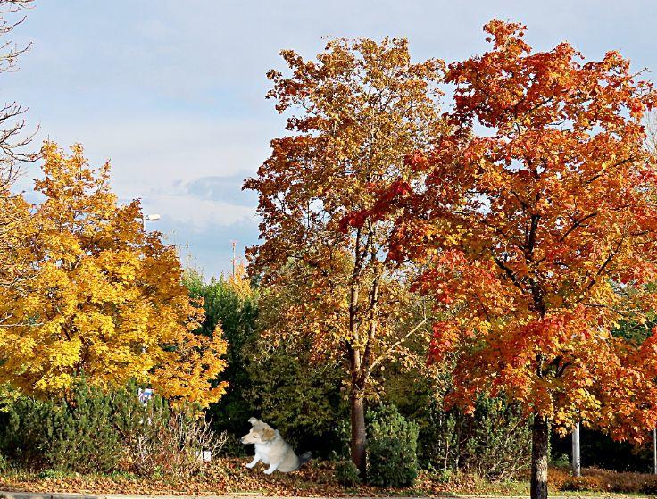 Herbstbild mit Welpe, Sunny