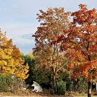 Herbstbild mit Welpe, Sunny