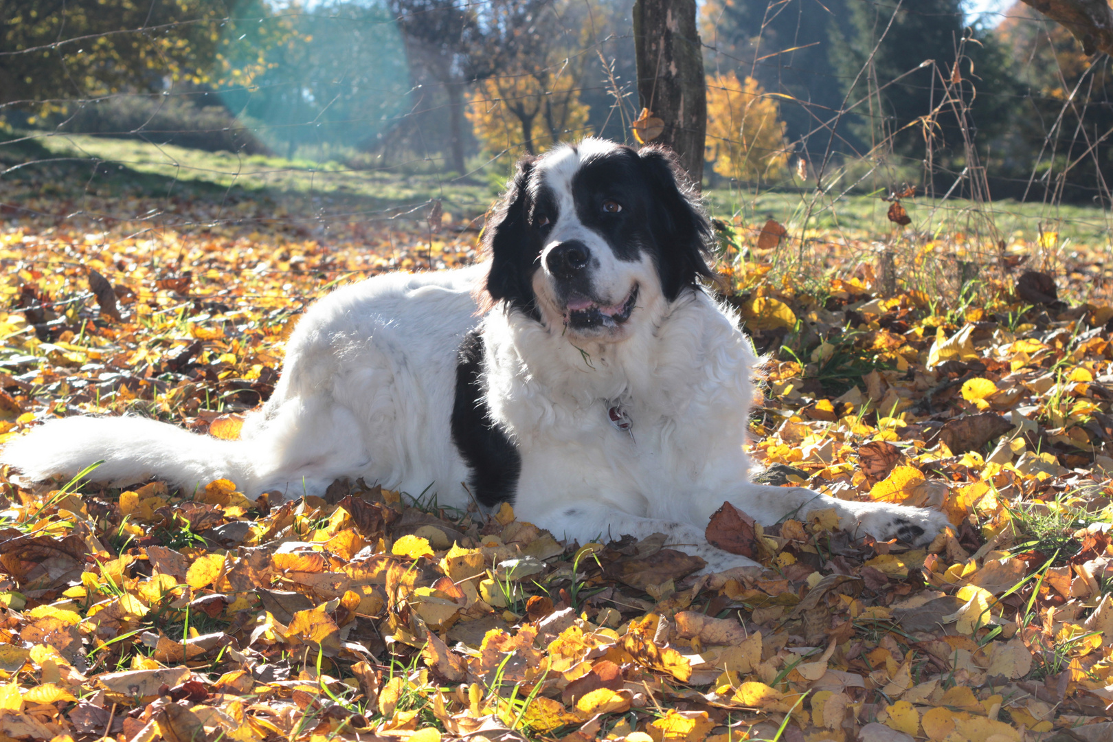 Herbstbild mit Wendy