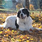 Herbstbild mit Wendy