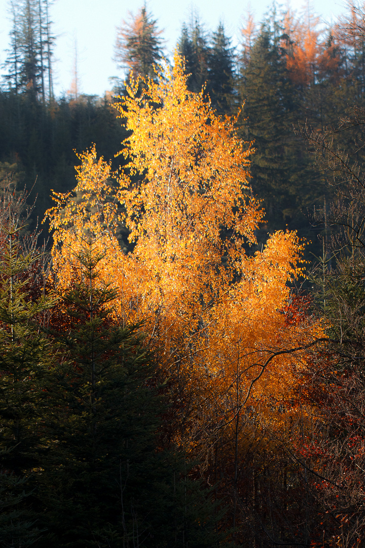 Herbstbild - noch eins