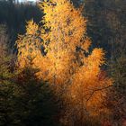 Herbstbild - noch eins