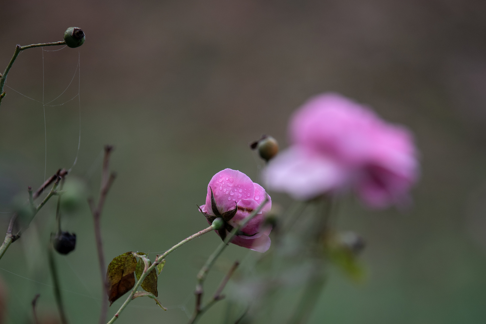 Herbstbild (VF)