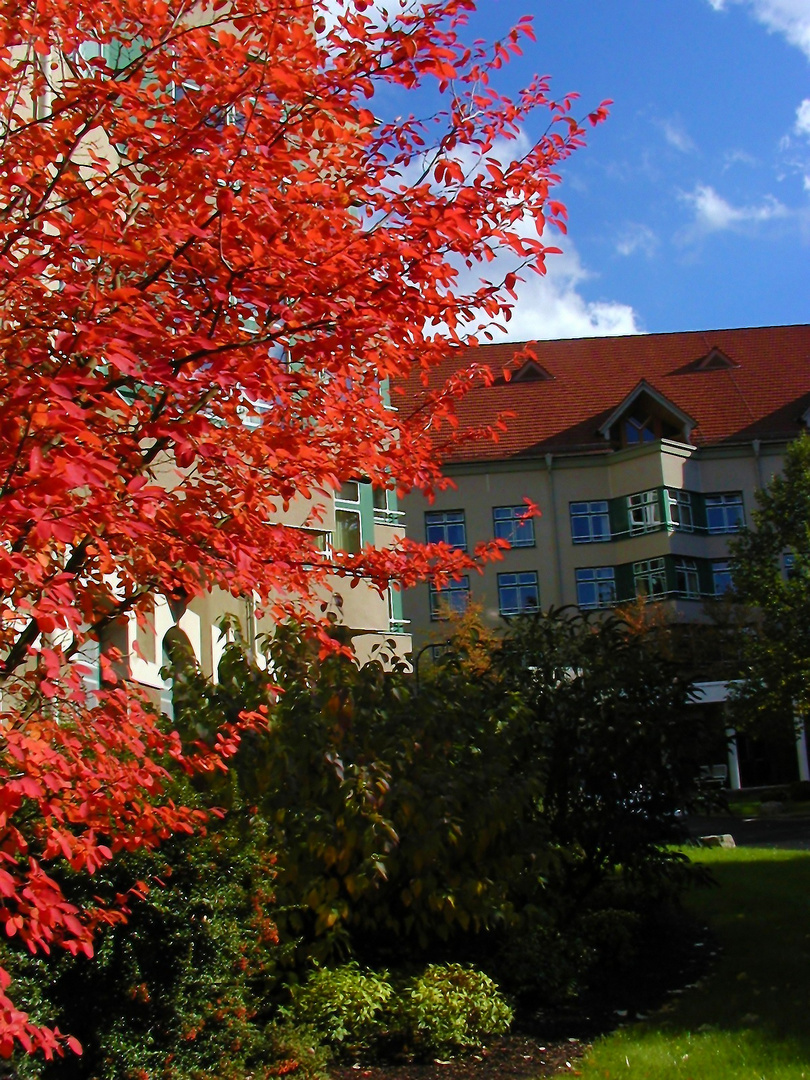 Herbstbild von der Nervenklinik der Rhönklinik Bad Neustadt mit rotem Baum