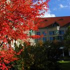 Herbstbild von der Nervenklinik der Rhönklinik Bad Neustadt mit rotem Baum