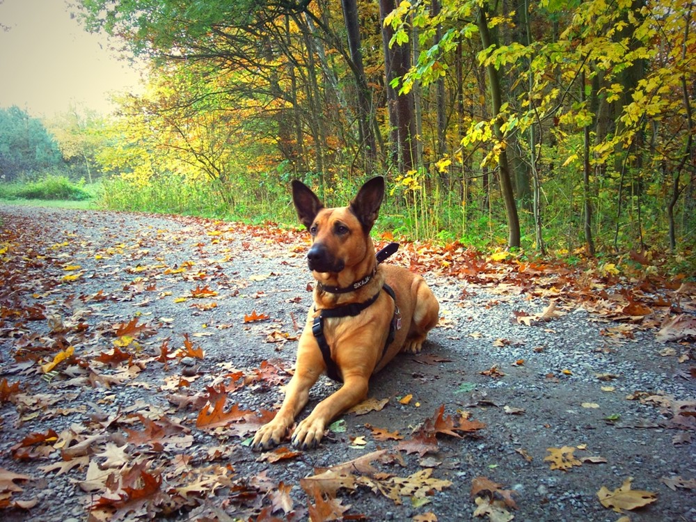 Herbstbild von Skaja