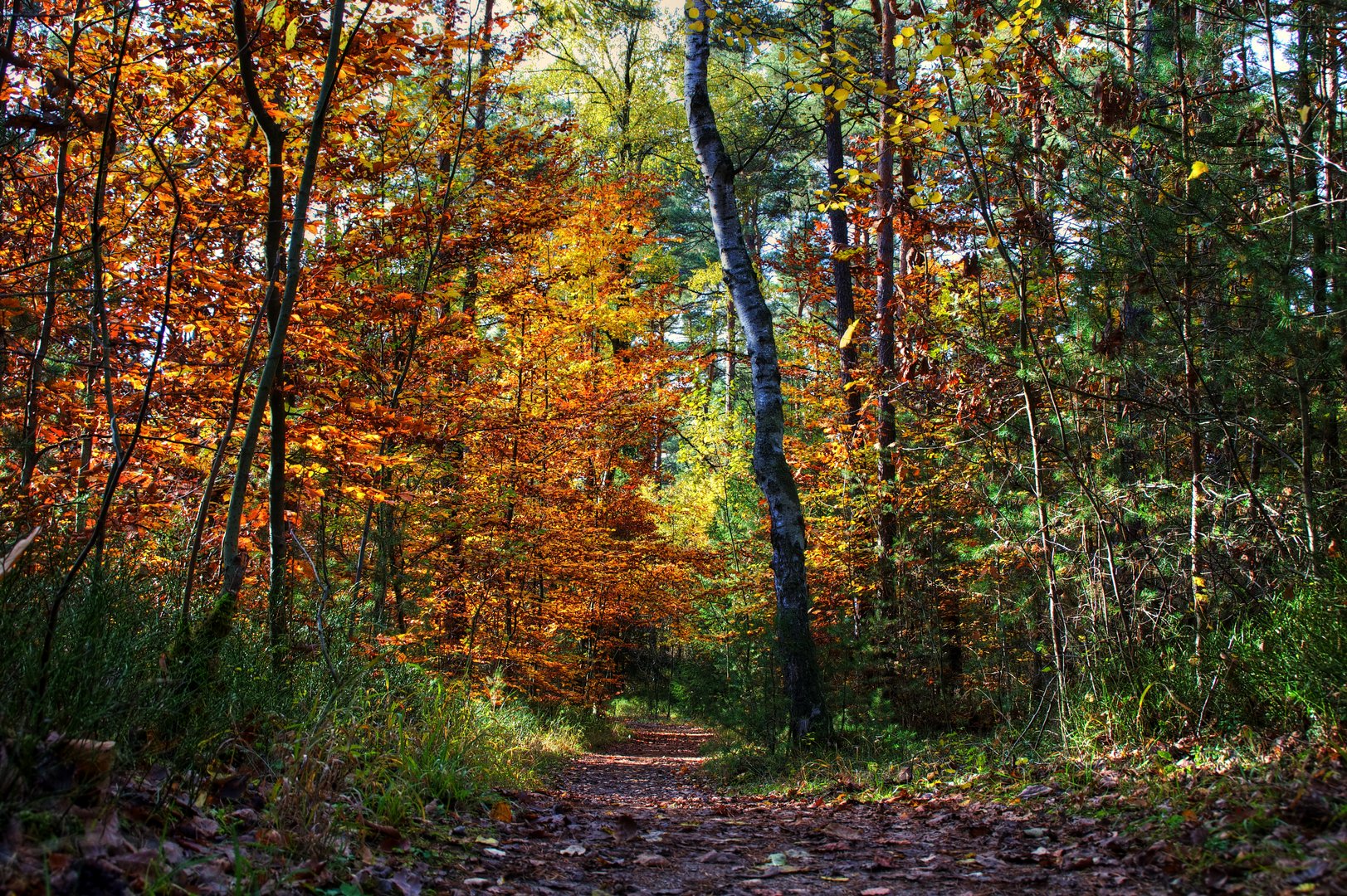 Herbstbild Waldweg Laubfarbenspiel Nürnberger Reichswald