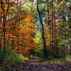 Herbstbild Waldweg Laubfarbenspiel Nürnberger Reichswald