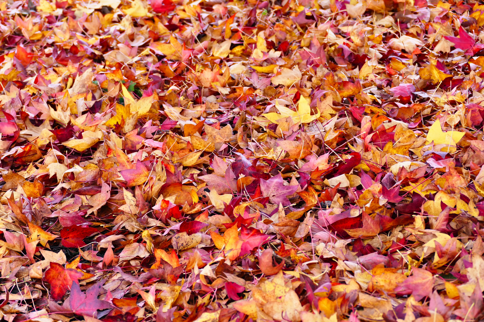Herbstbilder 3 Foto & Bild jahreszeiten, natur, herbst Bilder auf