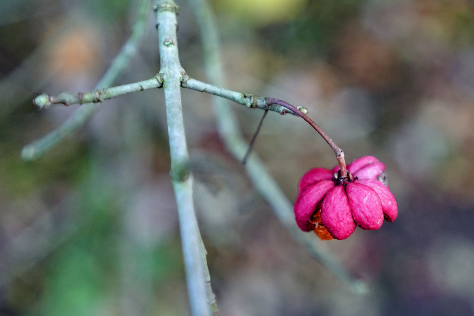 Herbstbilder