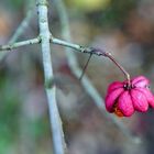 Herbstbilder