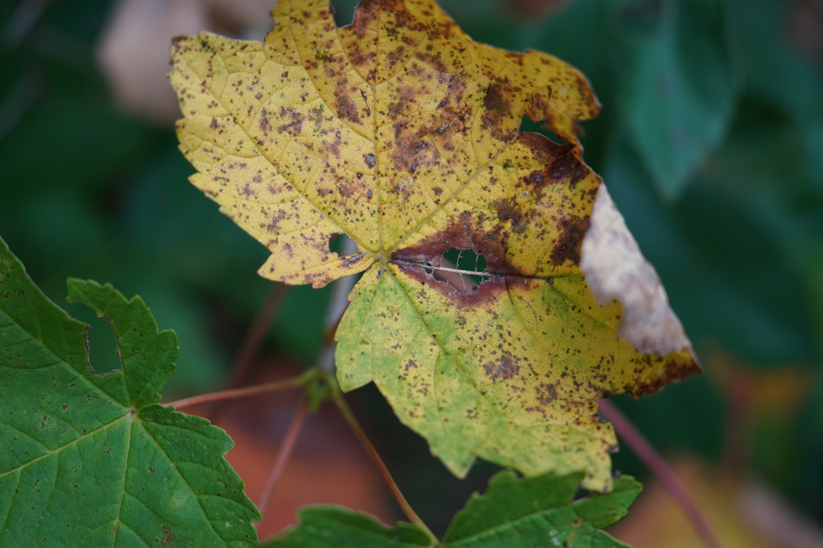 Herbstbilder