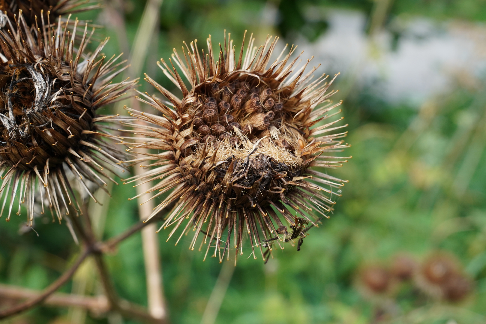 Herbstbilder