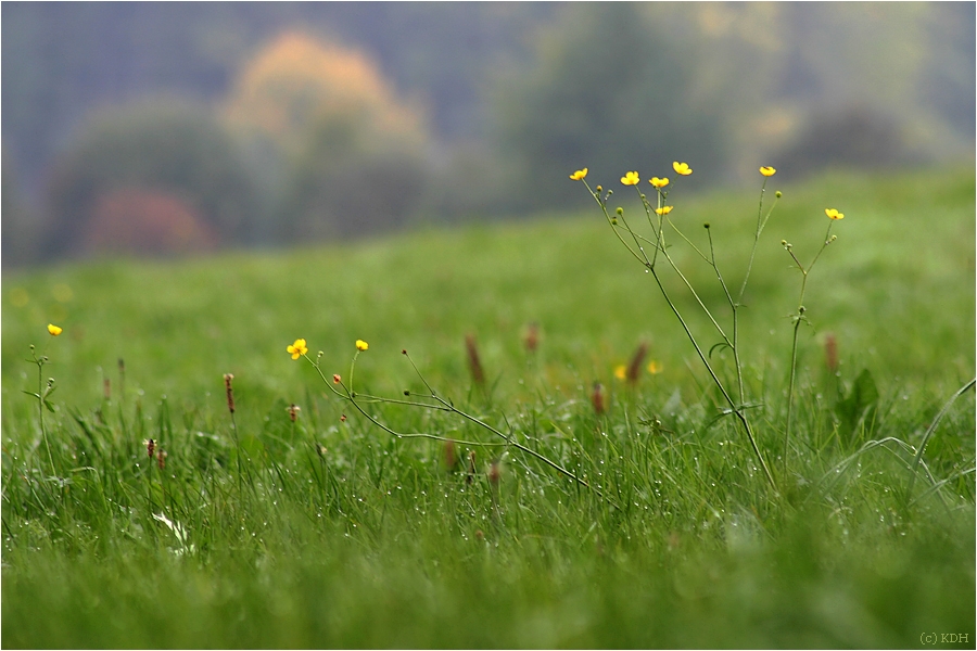 Herbstbilder III