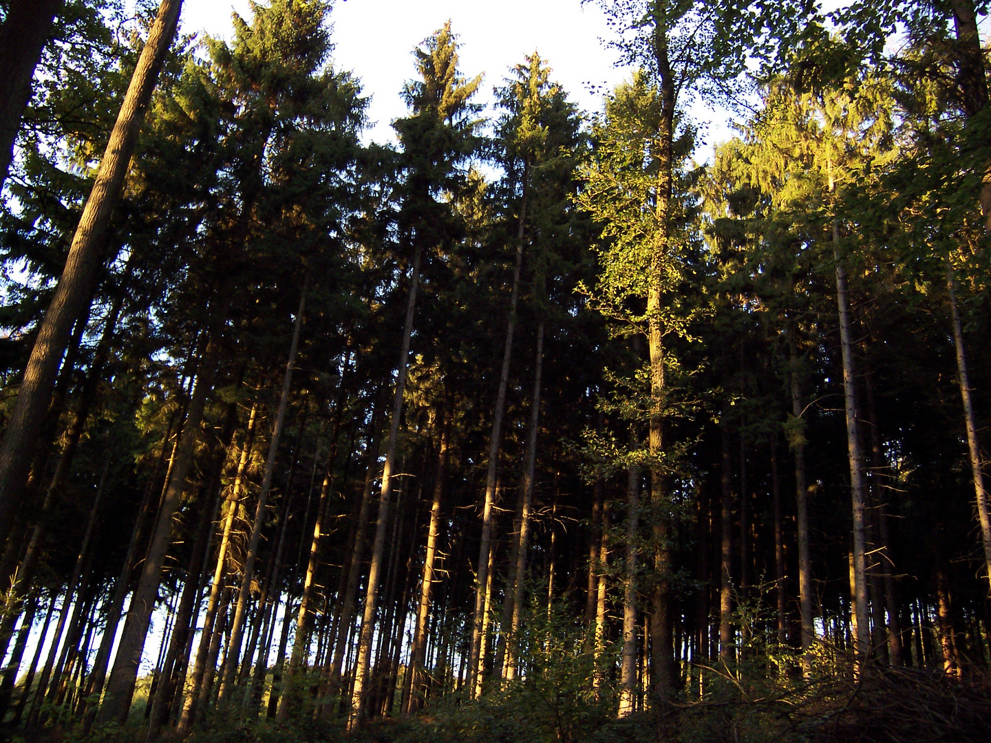 Herbstbilder - Lemgo